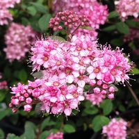 Spiraea japonica 'Odessa'